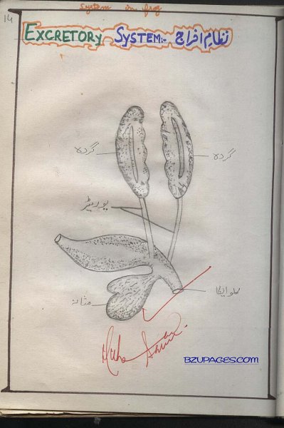 14 Excretory System in Frog (Nizam e Ikraj ).jpg